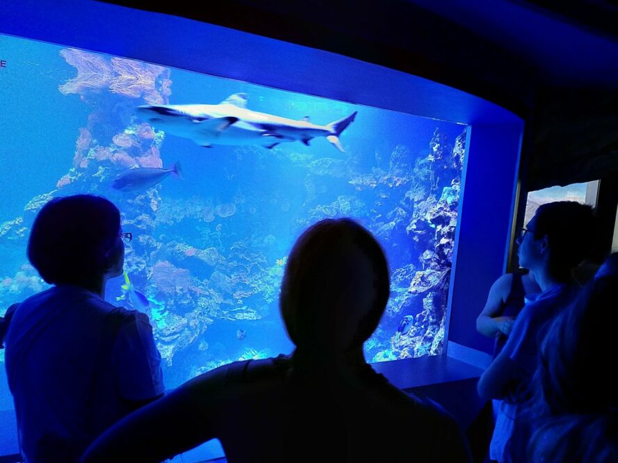 Blick ins Aquarium Blick ins Aquarium