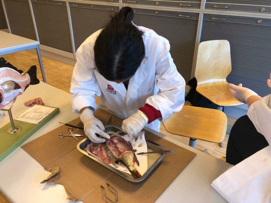 Fisch I