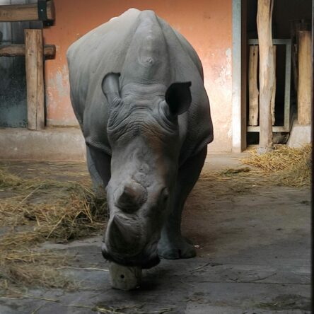 Nashorn im Zoo Nashorn im Zoo