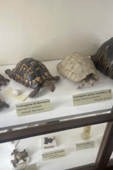 Museo_di_storia_naturale_Siena Museo_di_storia_naturale_Siena