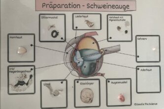 Bild-20240417-130022-d10fefcc Bild-20240417-130022-d10fefcc